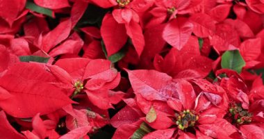 Kırmızı noktalı Noel çiçekleri bahçede