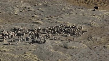 Tibet Çin 'de koyun otlağı, doğa.