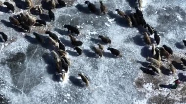 Tibetli Yaklar Tibet 'te donmuş gölde yürüyorlar. 