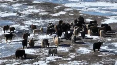 Tibetli Yaklar Tibet 'te donmuş gölde yürüyorlar. 