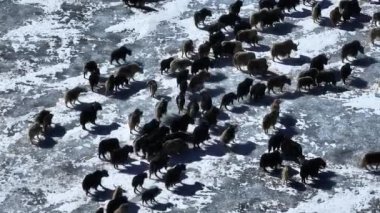 Tibetli Yaklar Tibet 'te donmuş gölde yürüyorlar. 