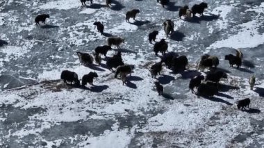 Tibetli Yaklar Tibet 'te donmuş gölde yürüyorlar. 