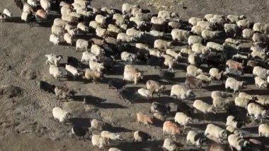 Tibet Çin 'de koyun otlağı, doğa.