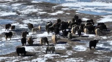 Tibetli Yaklar Tibet 'te donmuş gölde yürüyorlar. 