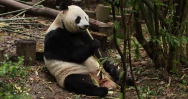 Hayvanat bahçesinde yemek yiyen dev panda, porselen