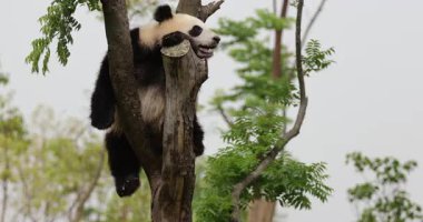 Hayvanat bahçesindeki ağaçtaki dev panda, Çin
