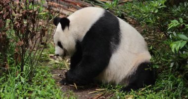 Hayvanat bahçesinde yemek yiyen dev panda, porselen