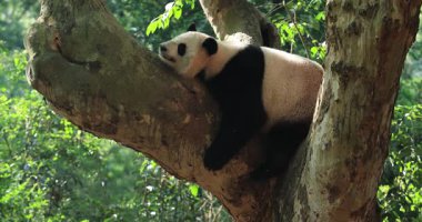 Hayvanat bahçesindeki ağaçtaki dev panda, Çin