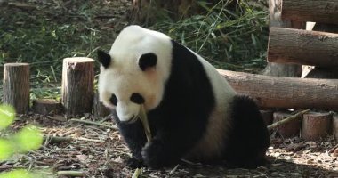 Hayvanat bahçesinde yemek yiyen dev panda, porselen