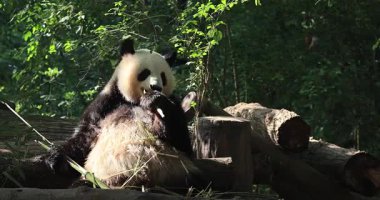 Hayvanat bahçesinde yemek yiyen dev panda, porselen