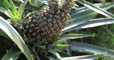 Bahçedeki ağaçta büyüyen ananas, yaklaş.