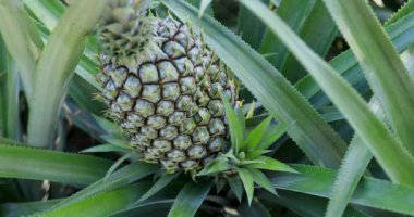 Bahçedeki ağaçta büyüyen ananas, yaklaş.