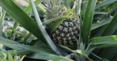 Bahçedeki ağaçta büyüyen ananas, yaklaş.