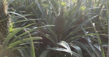 Bahçedeki ağaçlarda büyüyen ananaslar, tarım. 