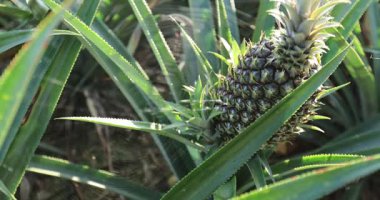 Bahçedeki ağaçta büyüyen ananas, yaklaş.