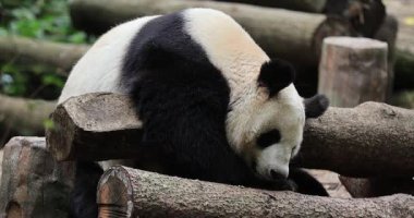 Hayvanat bahçesindeki sevimli dev panda, Çin