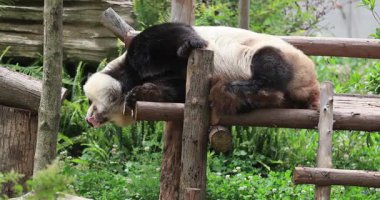 Hayvanat bahçesindeki sevimli dev panda, Çin