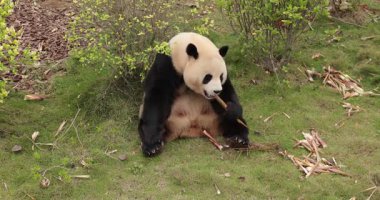 Hayvanat bahçesinde yemek yiyen dev panda, porselen