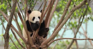 Hayvanat bahçesindeki ağaçtaki dev panda, Çin