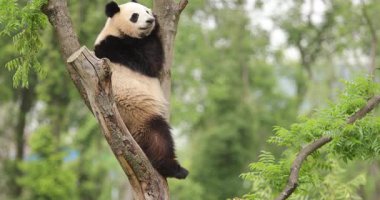 Hayvanat bahçesindeki ağaçtaki dev panda, Çin