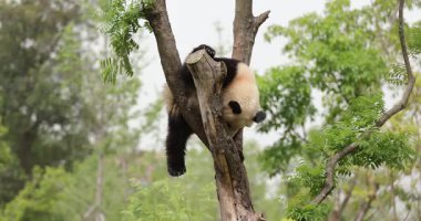 Hayvanat bahçesindeki ağaçtaki dev panda, Çin