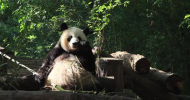 Hayvanat bahçesinde yemek yiyen dev panda, porselen