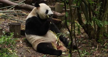 Hayvanat bahçesinde yemek yiyen dev panda, porselen