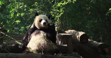 Hayvanat bahçesinde yemek yiyen dev panda, porselen