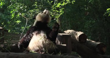 Hayvanat bahçesinde yemek yiyen dev panda, porselen
