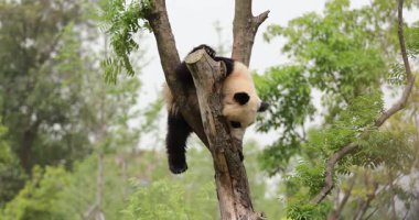 Hayvanat bahçesindeki ağaçtaki dev panda, Çin