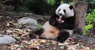 Hayvanat bahçesinde yemek yiyen dev panda, porselen