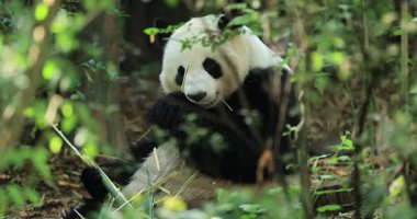 Hayvanat bahçesinde yemek yiyen dev panda, porselen