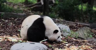 Hayvanat bahçesinde yemek yiyen dev panda, porselen