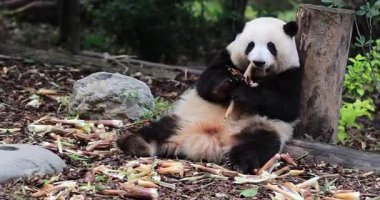 Hayvanat bahçesinde yemek yiyen dev panda, porselen