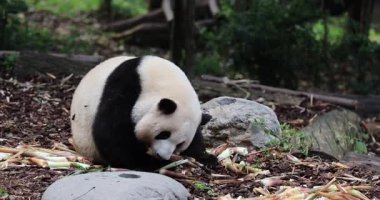 Hayvanat bahçesinde yemek yiyen dev panda, porselen