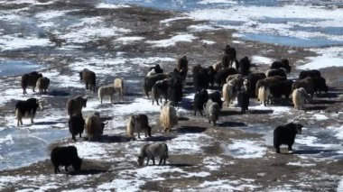 Tibetli Yaklar Tibet 'te donmuş gölde yürüyorlar. 