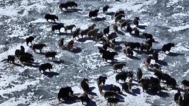 Tibetli Yaklar Tibet 'te donmuş gölde yürüyorlar. 