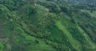 Çin 'deki güzel çay terası manzarası.