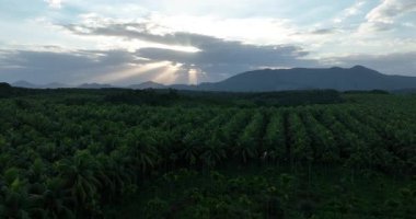 Hindistan cevizi palmiyelerinin gündüz vakti gökyüzü görüntüsü 