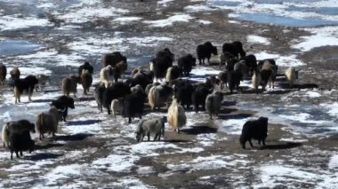 Tibetli Yaklar Tibet 'te donmuş gölde yürüyorlar. 