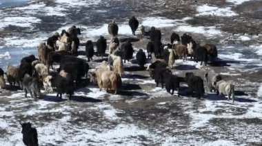 Tibetli Yaklar Tibet 'te donmuş gölde yürüyorlar. 