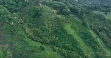 Çin 'deki güzel çay terası manzarası.
