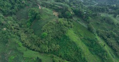 Çin 'deki güzel çay terası manzarası.