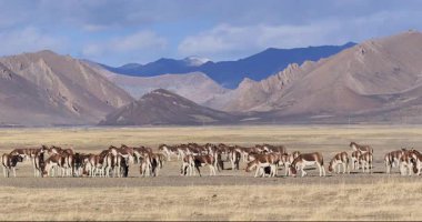 Güneşli bir günde dağlarda bir grup vahşi at.