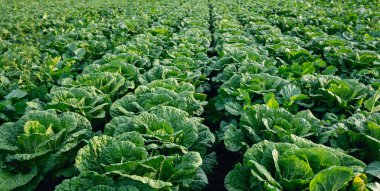 Kuzey Çin 'deki Çin lahana tarlası.