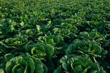 Kuzey Çin 'deki Çin lahana tarlası.