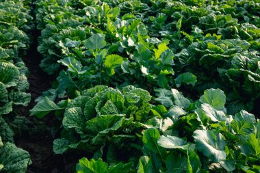 Kuzey Çin 'deki Çin lahana tarlası.