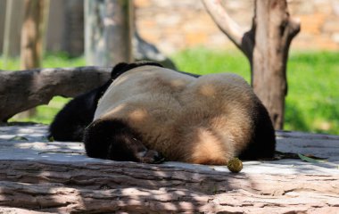 Parkta uyuyan dev bir panda. 