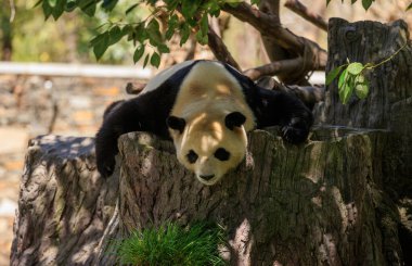 Parkta uyuyan sevimli dev bir panda.