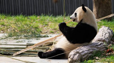 Dev panda parkta bambu yiyor.